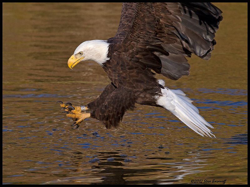 _2SB8912 blad eagle.jpg